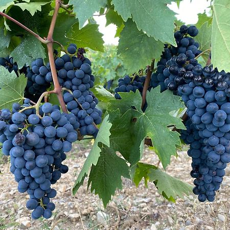 Tregole Apartman Castellina in Chianti Kültér fotó