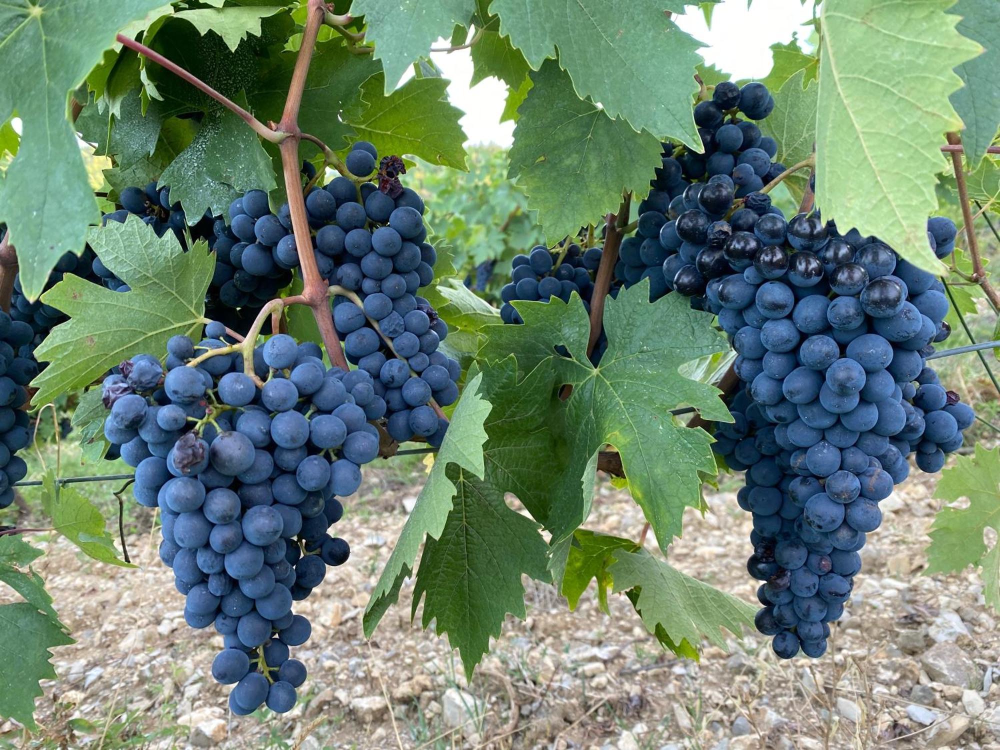 Tregole Apartman Castellina in Chianti Kültér fotó